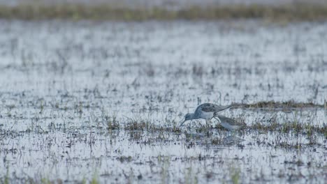 alimentación de greenshank común en prados inundados de humedales durante la migración de primavera