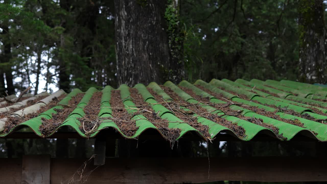 old roof with dry leaves