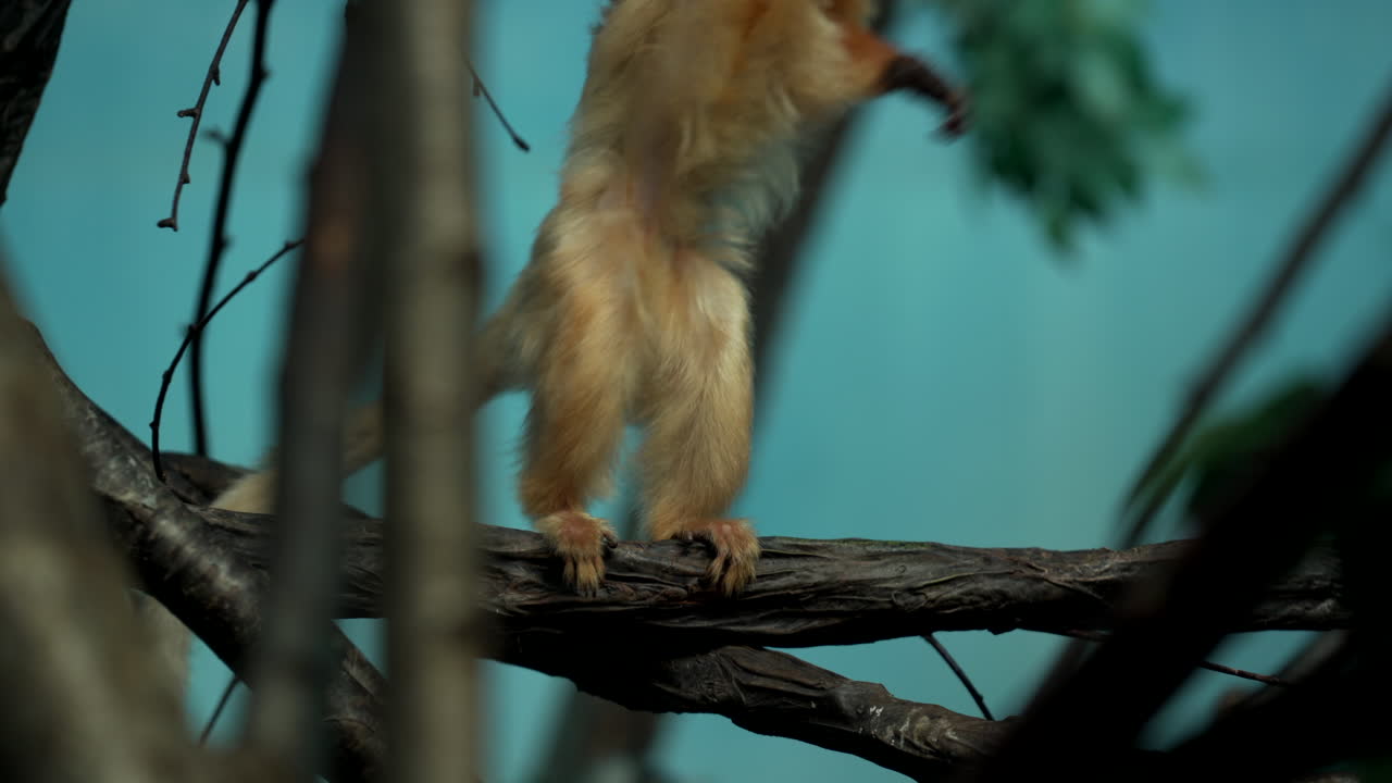 monos en el zoológico - león dorado tamarin también conocido como marmoset dorado se sienta en la rama del árbol, rasca su gruesa piel sedosa y se aleja - tiro de ángulo bajo