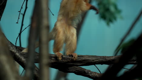 Monkeys-In-The-Zoo---Golden-Lion-Tamarin-Also-Known-As-Golden-Marmoset-Sits-On-The-Tree-Branch,-Scratches-Its-Thick-Silky-Fur-And-Walks-Away---Low-Angle-Shot