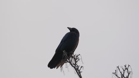 black bird, rook or crow sitting on a branch high up in a tree