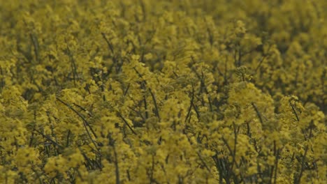 close up of a blooming yellow rapeseed field