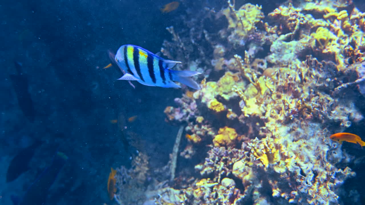 Close up of a Indo-Pacific sergeant fish swimming near a coral reef
