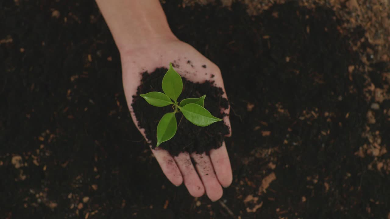 cerca de barro de tierra negra con un brote de árbol en la mano del agricultor en el jardín