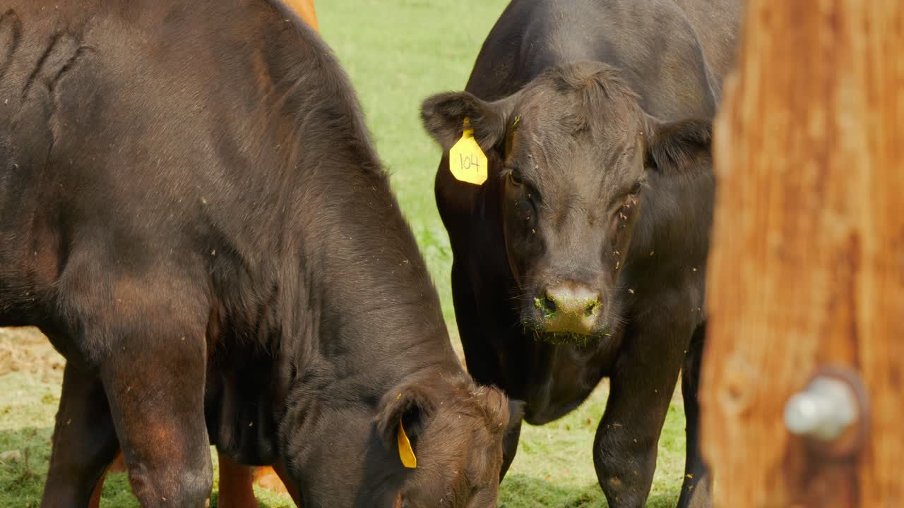 Tre mucche, di cui due nere e una rossiccia, che mangiano erba tagliata con marchi auricolari a metà pomeriggio, con mosche che volano intorno