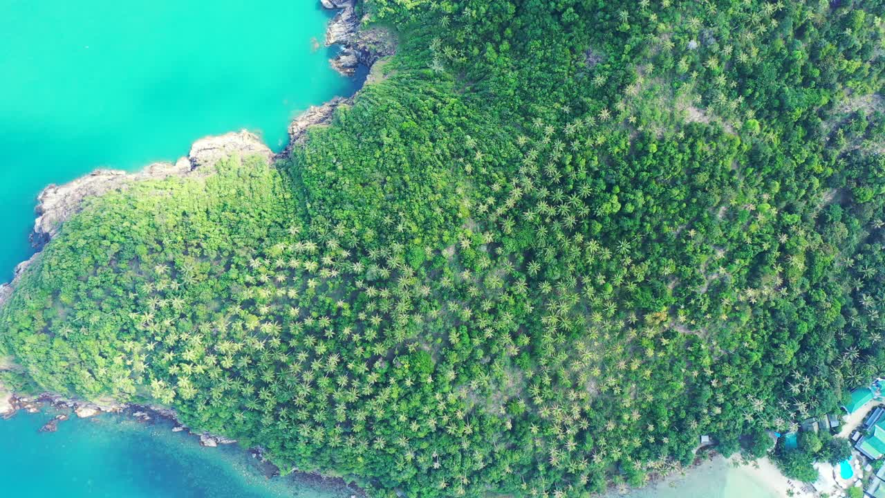 isla tropical, bosque de palmeras, acantilados y costa rocosa