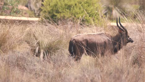 Größere-Kudu-antilope,-Die-In-Langem-Trockenem-Afrikanischem-Savannengras-Spazieren-Geht