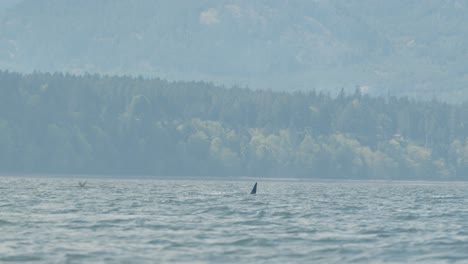 orca swimming in open ocean with forest background, breathing at surface