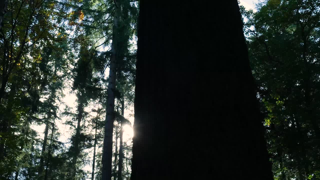 Scenic Forest with Sunlight