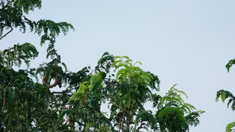 Perched-on-a-small-branch-seen-from-its-back-then-moves-and-turns-its-head-to-look-towards-the-camera,-Red-breasted-Parakeet-Psittacula-alexandri,-Thailand