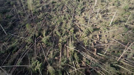 Cinematic-drone-footage-rising-up-and-tilting-down-towards-a-devastated-forest-of-snapped-and-uprooted-pine-trees-in-a-forestry-plantation-after-an-extreme-storm-event-in-Scotland-in-the-evening-light