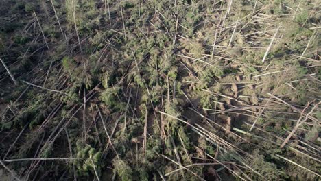 imágenes cinematográficas de drones que se elevan e inclinan hacia un bosque devastado de pinos rotos y desarraigados en una plantación forestal después de una tormenta extrema en escocia a la luz de la noche