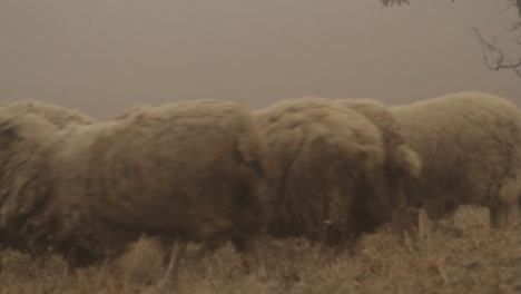 sheep herd in a misty field