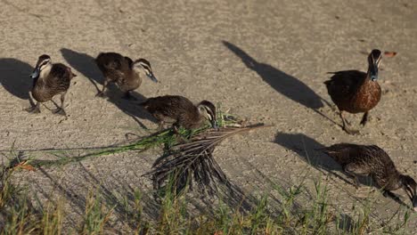 madre pato liderando a los patitos a través de un camino