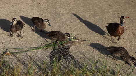 mother duck leading ducklings across a path