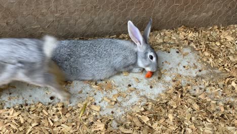 k conejitos compartiendo un palillo de zanahoria