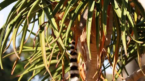 lemur climbing tree amidst lush foliage