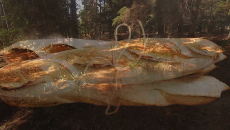 pizza slice animation over forest path with sunlight filtering through trees