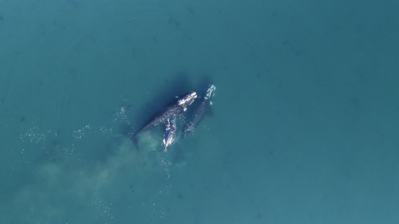 드론은 파타고니아 해의 깊고 푸른 물 표면 근처에서 수영하는 고래 가족의 아름다운 전망을 포착합니다 - 슬로우 모션