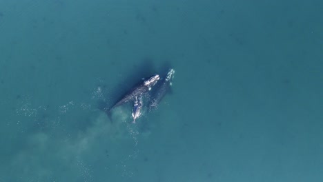 Drohne-Fängt-Einen-Schönen-Blick-Auf-Die-Walfamilie-Ein,-Die-Nahe-Der-Oberfläche-Des-Tiefblauen-Wassers-Im-Patagonischen-Meer-Schwimmt---Zeitlupe