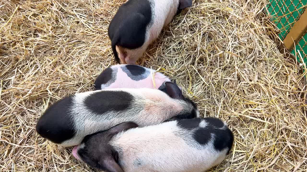 미니 돼지 들 이  의 침대 에 함께 휴식 하고 있다