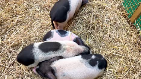 mini pigs relaxing together on straw bedding