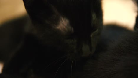 primer plano de un gato negro con los ojos cerrados limpiándose lamiendo el pelaje