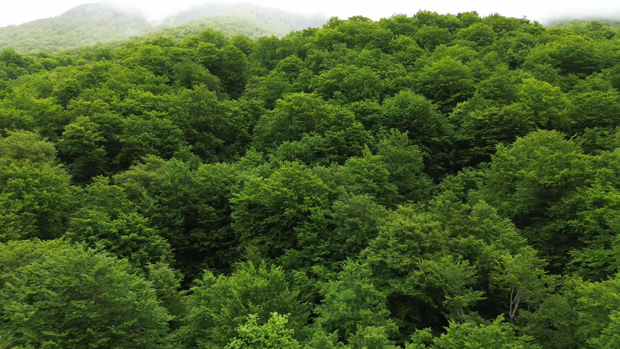 Aerial of Biogradska Gora National Park lush green dense forest trees