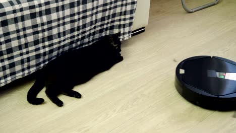 gato negro jugando con la aspiradora robótica que está limpiando el piso. 4k