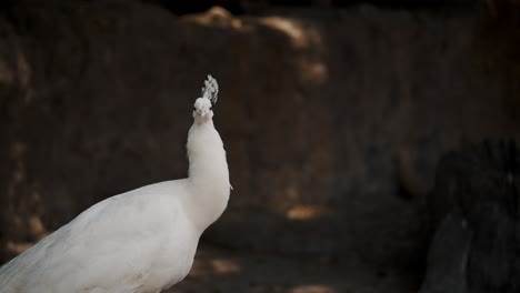 beautiful white feathered peacock in shallow depth of field