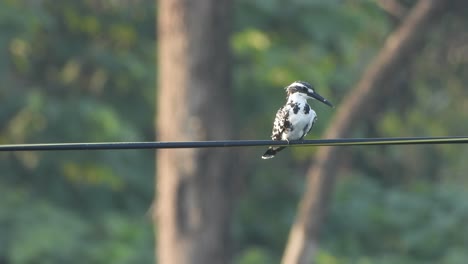 Kingfisher-in-pond-area-waiting-for-pry-