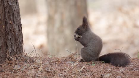 a grey squirrel sits at the base of a tree eating a nut in an autumn fall scene in yanjae forest, south korea