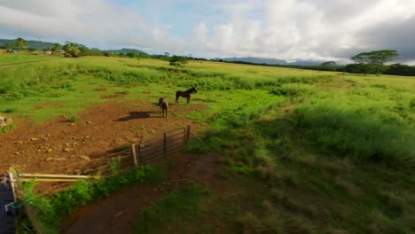 Eagle-eye-shot-of-2-horses-standing-in-a-lush-freen-farm