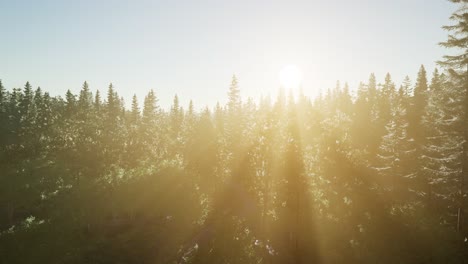 Healthy-Green-Trees-in-a-Forest