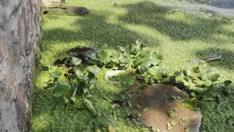 two invasive aquatic weeds form mat on lake surface in south africa