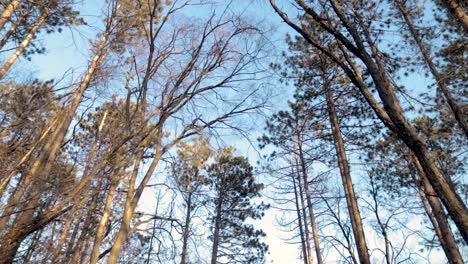 densas copas de los árboles que pasan indicando una caminata lenta por un sendero en el bosque durante un hermoso día de invierno brillante