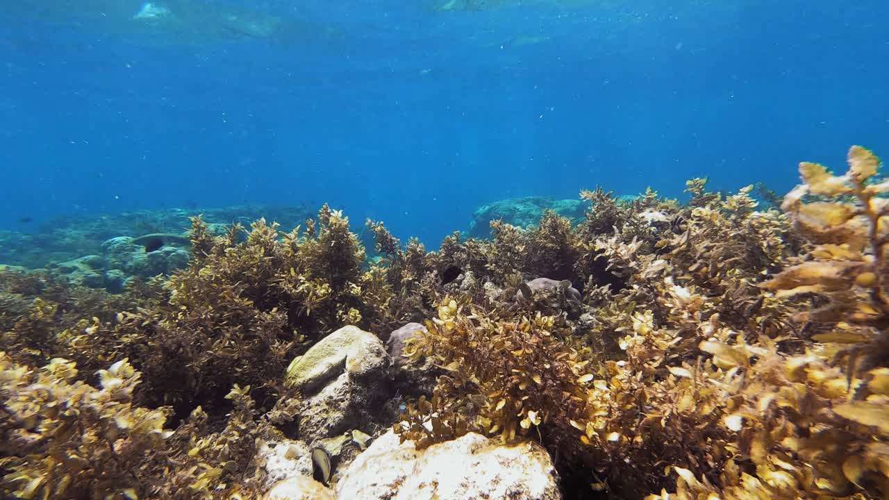 los peces nadan sobre un arrecife de coral en filipinas rodeados de agua azul clara