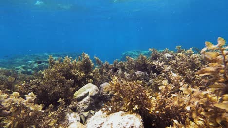 Fish-swim-above-a-coral-reef-in-Philippines-surrounded-by-clear-blue-water