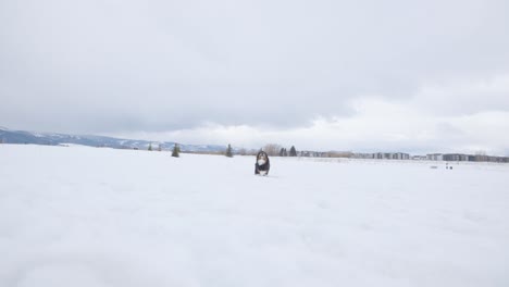 Dog-Running-in-the-Snowy-Field-in-Slow-Motion,-120-fps