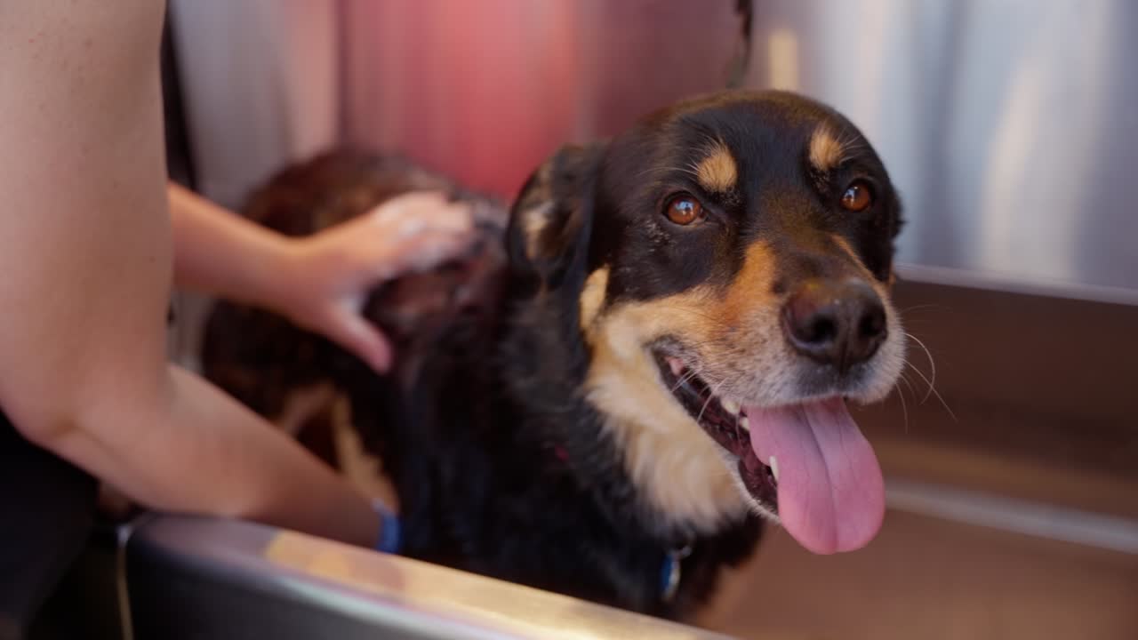 una mujer joven le da a su perro un baño afuera en una bañera