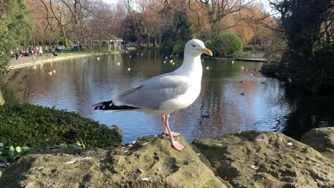 seagull bird in park