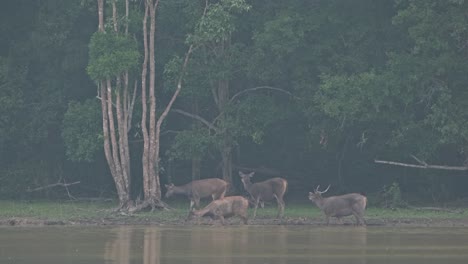 three females moving towards the left and a stag following them but decided to stay to watch them from the back