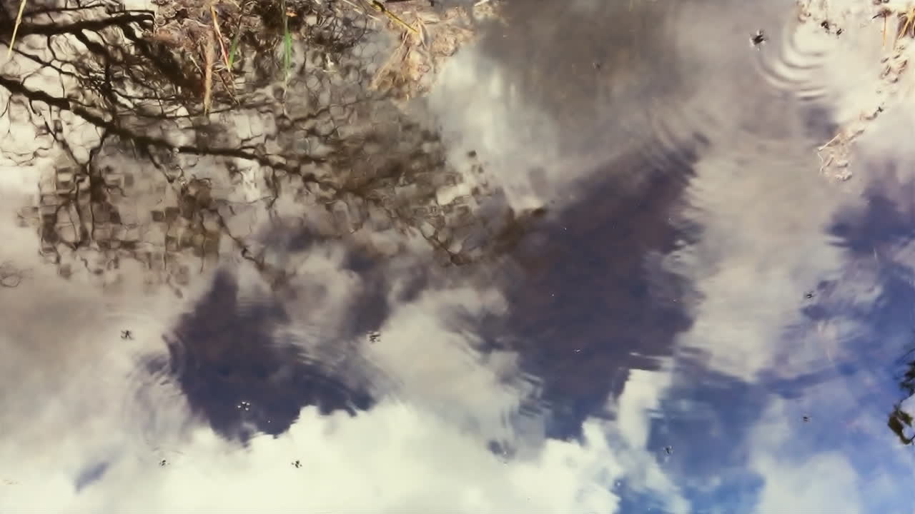 reflejo de agua con insectos bailando
