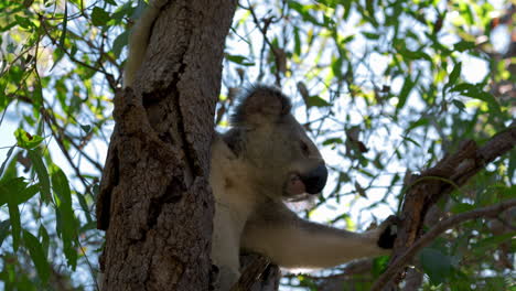 oso koala escalando y sentado en un árbol