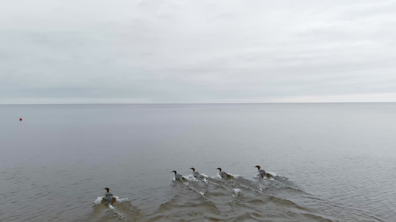 발트해 saulkrasti 라트비아에서 조류 이동의 긴 여행