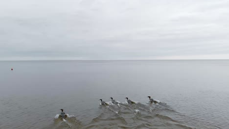 largo viaje de migración de aves en el mar báltico saulkrasti letonia