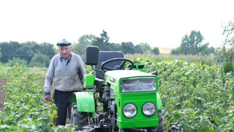 a senior farmer gets into his green minitractor on a young vineyard plantation a senior farmer gets into his green minitractor on a young vineyard plantation rural worker in his garden in the countryside