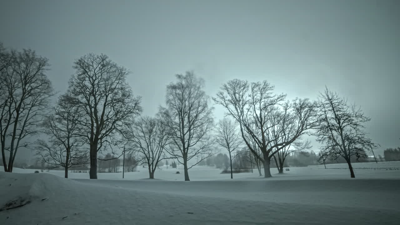 밤 부터 겨울 에 새벽 까지 잎 없는 나무 들 이 있는 안개 로운 풍경
