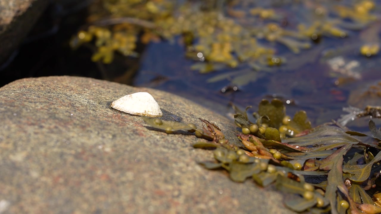 White seashell on rocky beach with seaweed and tide pool in slow motion