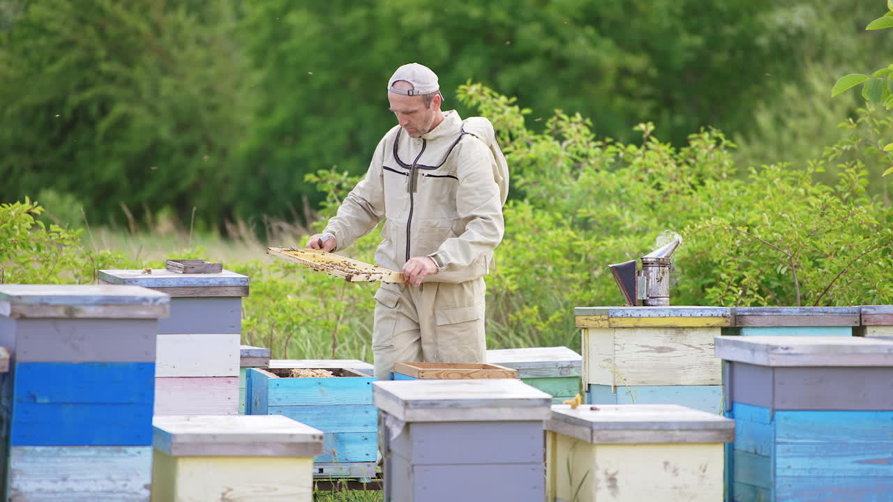 Adult male beekeeper busy at his bee farm. Man looks through the frame carefully and puts it into hive. Nature blurred backdrop.